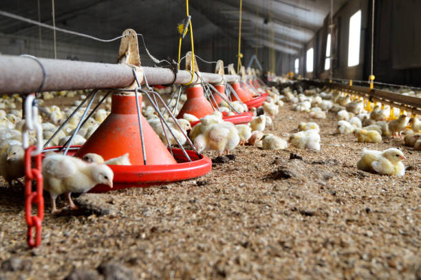 Biashara ya Kuku kwa Mtaji Mdogo