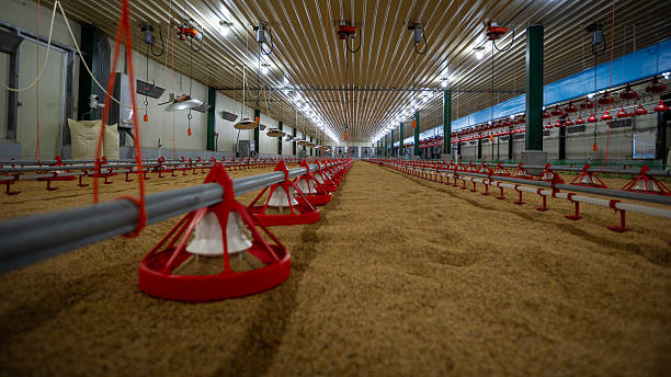 Ujenzi Bora wa Banda la Kuku