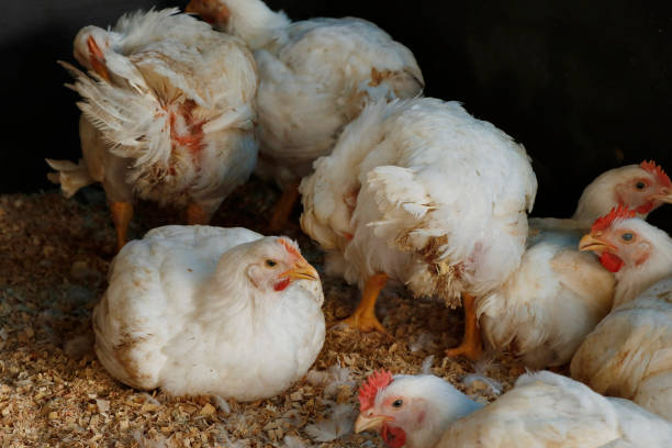 Faida Katika Biashara ya Broiler