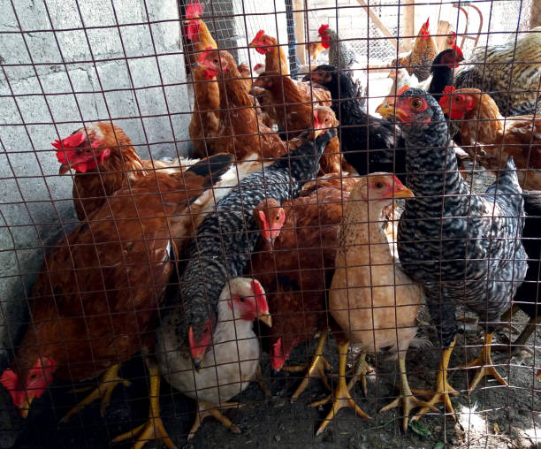 Faida za Kufuga Kuku wa Kienyeji