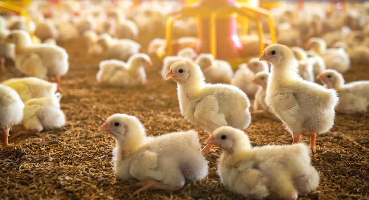 Ufugaji wa Kuku Chotara Wenye Tija