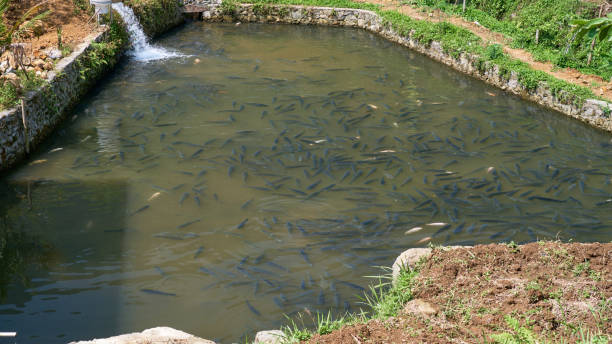 Common Challenges In Fish Farming