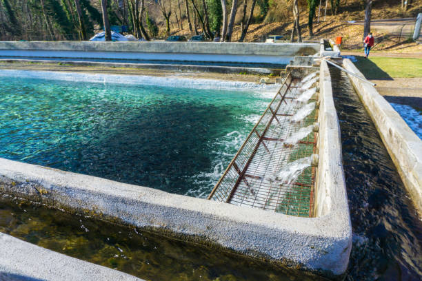 Best Fish Pond Construction Methods