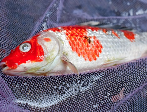 Common Fish Diseases And Treatments