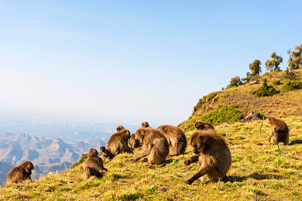 Best National Parks in Ethiopia