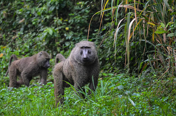 Best National Parks in Ghana