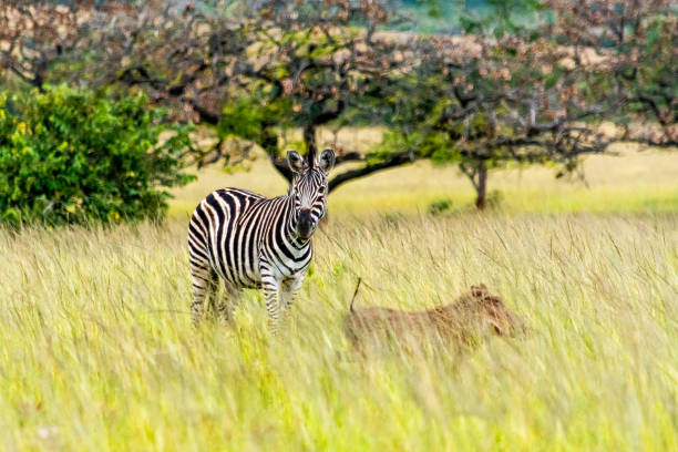 Best National Parks in Eswatini