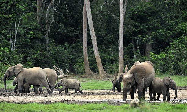 Best National Parks in Republic of the Congo