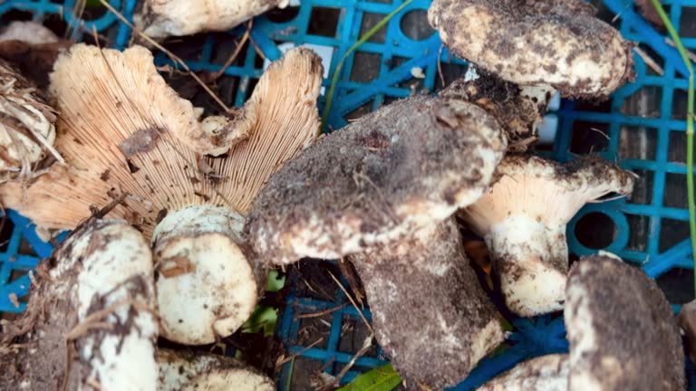 Biashara ya Ulimaji wa Uyoga Tanzania: Mwongozo wa Hatua kwa Hatua, Mtaji, na Masoko