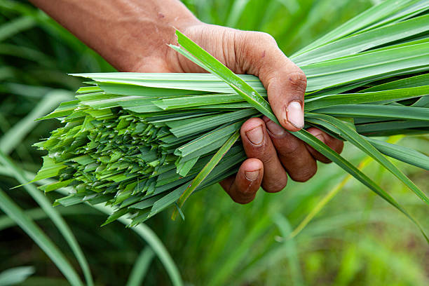 Mchai Chai na Mpera: Faida Zake Katika Kutibu Mafua, Kikohozi na Matatizo ya Tumbo